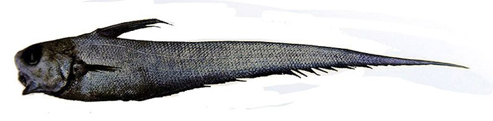 Coryphaenoides guentheri